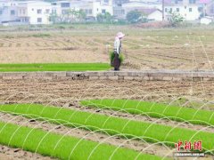 广西仫佬山乡早稻耕作忙